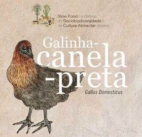 Galinha_canela_preta